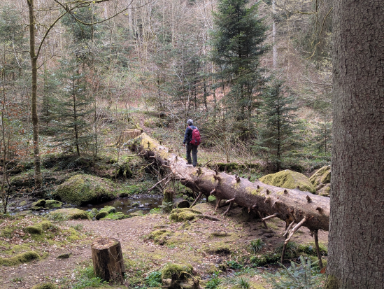 Wanderung mit Übernachtung, 
Monbachtal Bad Liebenzell
13. April 2025